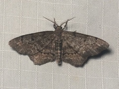 Hypagyrtis piniata