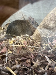 Octodon degus