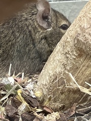 Octodon degus