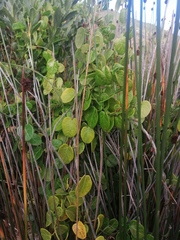 Cynanchum obtusifolium