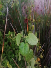 Cynanchum obtusifolium