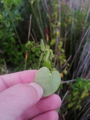 Cynanchum obtusifolium