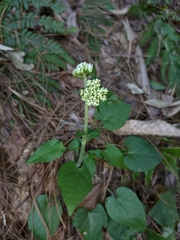 Valeriana jatamansi