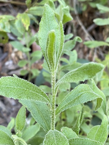 Coopernookia chisholmii