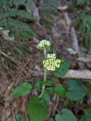 Valeriana jatamansi