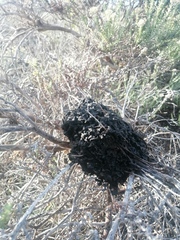 Crematogaster peringueyi