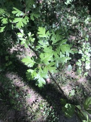 Crataegus monogyna