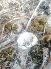 Potamonautes parvicorpus