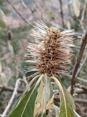 Leucosceptrum canum