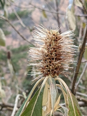 Leucosceptrum canum