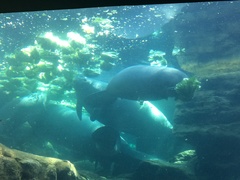 Trichechus manatus