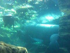 Trichechus manatus