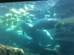 Trichechus manatus