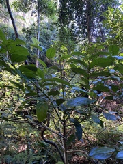 Daphnandra micrantha