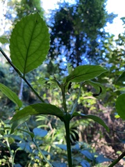 Daphnandra micrantha