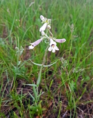 Penstemon gracilis