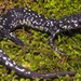 Northern Slimy Salamander - Photo (c) bugman83, some rights reserved (CC BY-NC), uploaded by bugman83