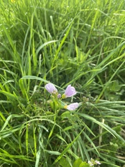 Cardamine pratensis