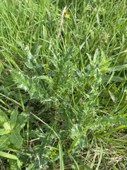 Cirsium arvense