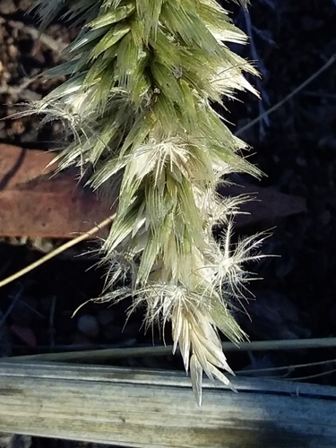 Image of Enneapogon nigricans by no rights reserved
