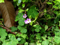 Oxalis debilis