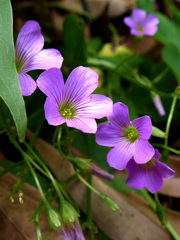 Oxalis debilis