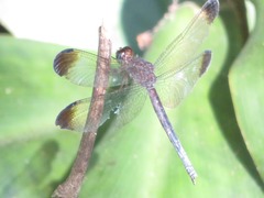 Uracis imbuta