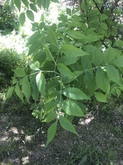Fraxinus excelsior