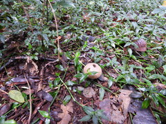 Lycoperdon scabrum