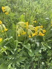 Primula veris
