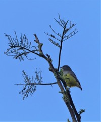 Sylvietta rufescens pallida
