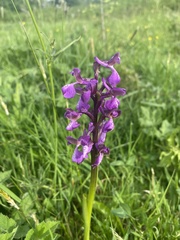 Anacamptis morio