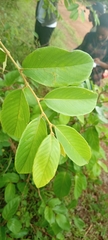 Bridelia ferruginea