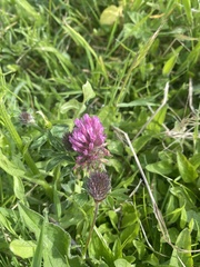 Trifolium pratense