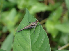 Eucriotettix oculatus