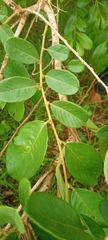 Bridelia ferruginea