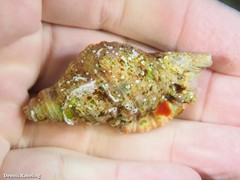 Monoplex pilearis