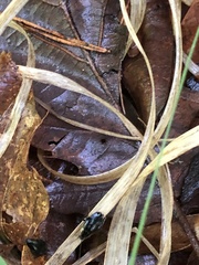 Ectobius sylvestris