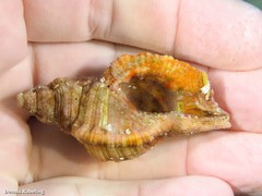 Monoplex pilearis