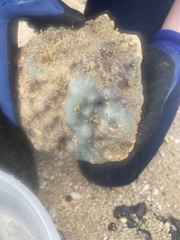 Haliclona caerulea