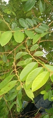 Bridelia ferruginea
