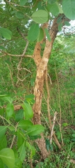 Bridelia ferruginea