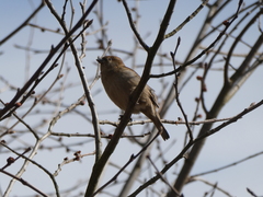 Passer domesticus