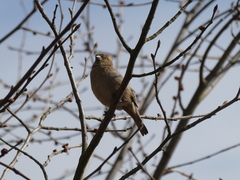 Passer domesticus