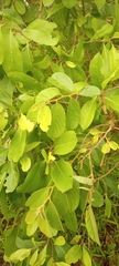 Gymnospora