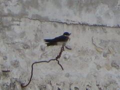 Pygochelidon cyanoleuca