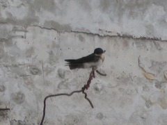 Pygochelidon cyanoleuca