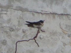 Pygochelidon cyanoleuca