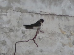 Pygochelidon cyanoleuca