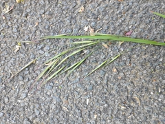 Bromus sterilis